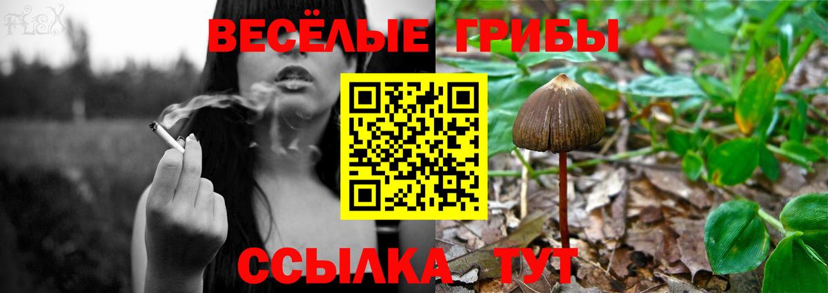 Псилоцибиновые грибы ЛСД  Галлюциногенные грибы GOLDEN TEACHER  где купить наркоту  Вход с VPN  Алексеевка 